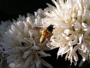 Three different bees contribute to coffee pollination