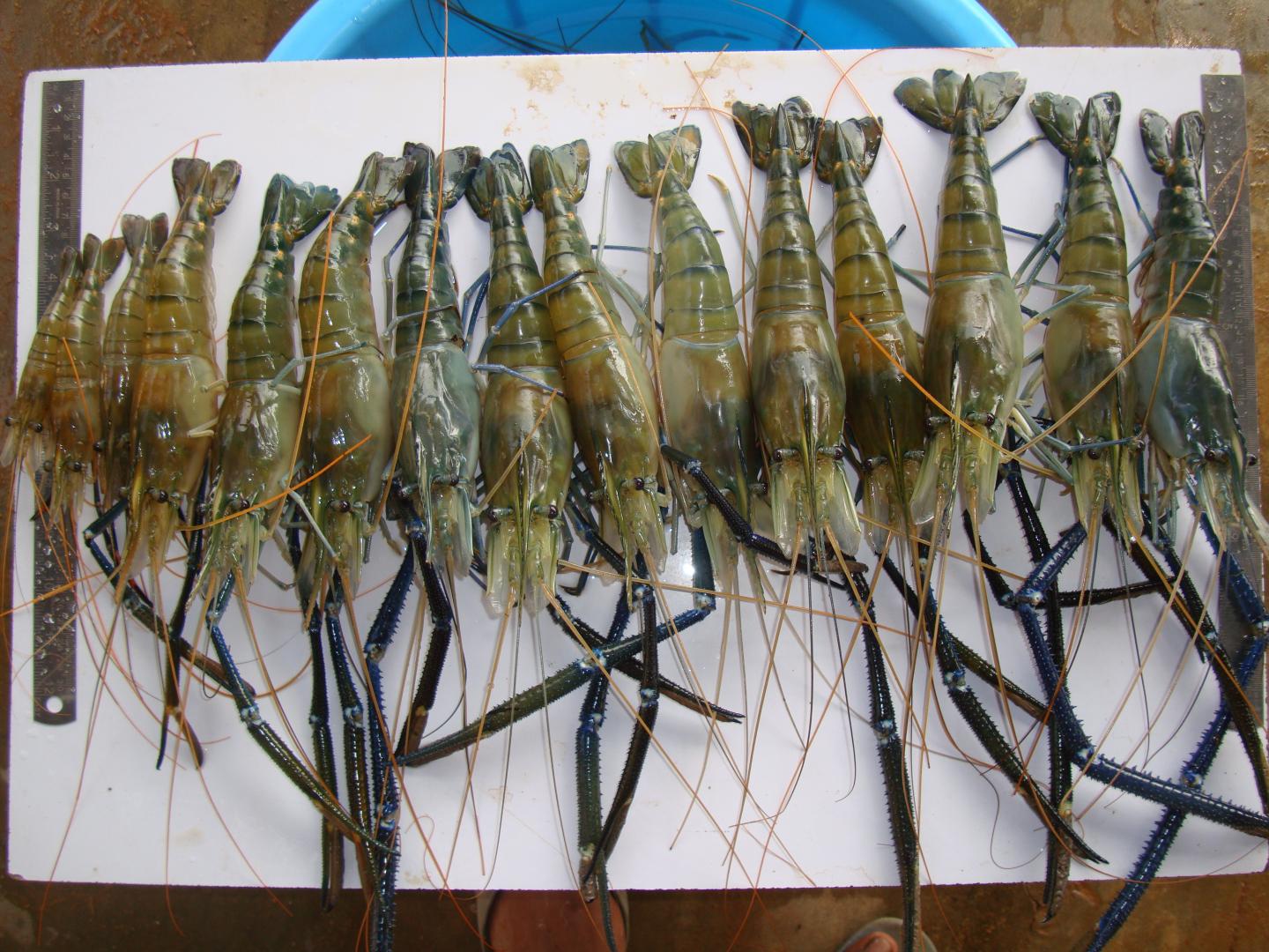 Super Shrimp Developed by Ben-Gurion University of the Negev