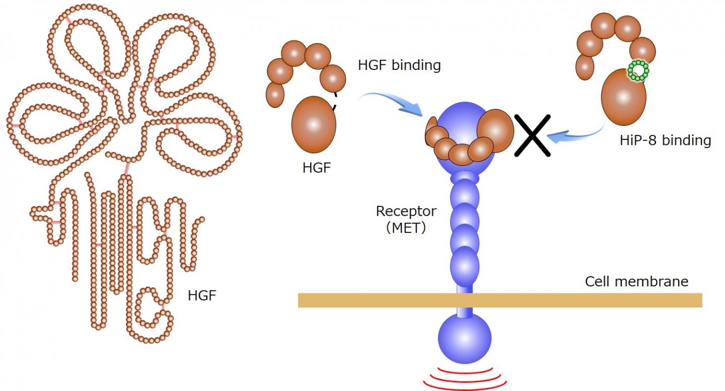 Figure 1: The Outline of Hip-8 Action