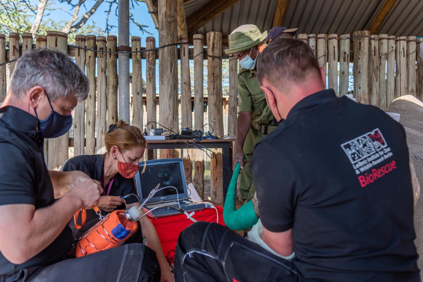 Oocyte collection in the Northern White Rhino in December 2020 in Kenya