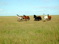 Grasslands Support Many Types of Livestock