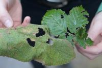 Jasmonic acid renders the damaged leaves of plants indigestible for predators.