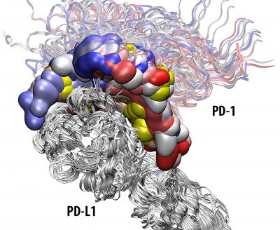 Protein=Protein Interaction