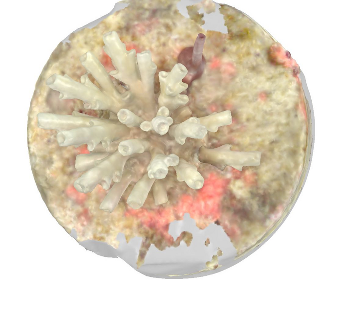 A 3D model of a baby coral skeleton scanned by Dr Kate Quigley's dental scanner. Credit Dr Kate Quigley