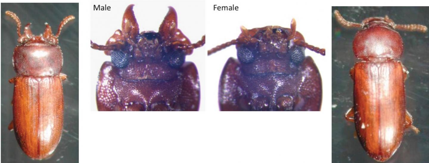 Broad-Horned Flour Beetles