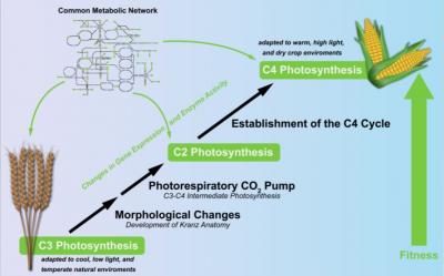 Evolution of C4 Photosynthesis from Its C3 Ancestor