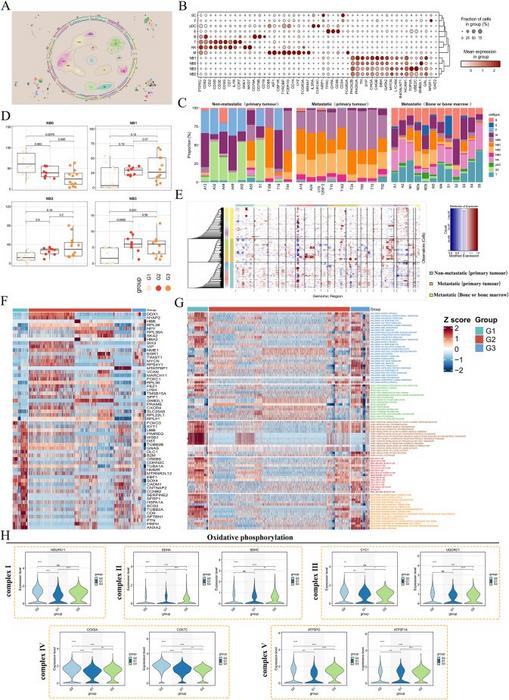 Single-cell landscapes between NB-BBM and non-metastatic groups.