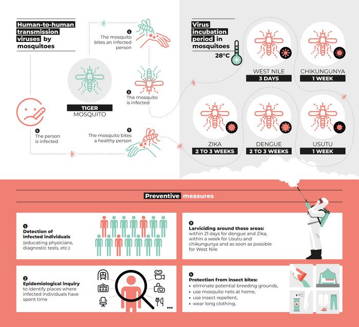 Infography - How many days does it take for mosquitoes in Greater Paris to transmit arboviruses, and what preventive measures are needed?