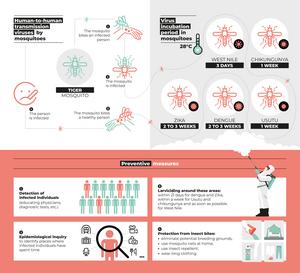 Infography - How many days does it take for mosquitoes in Greater Paris to transmit arboviruses, and what preventive measures are needed?