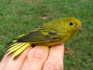 Yellow Warbler