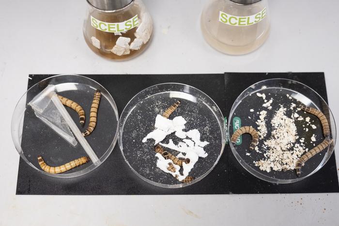 NTU Singapore scientists develop artificial ‘worm gut’ to break down plastics