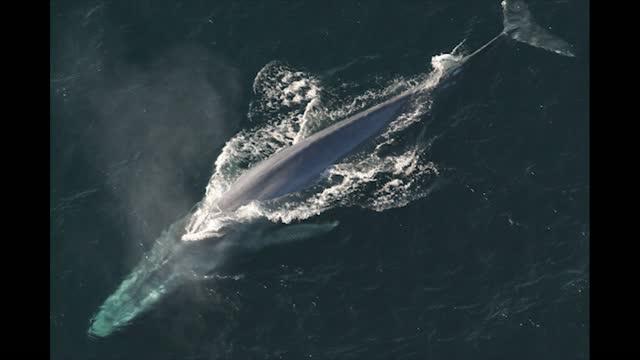 Whale songs' changing pitch may be response to climate changes