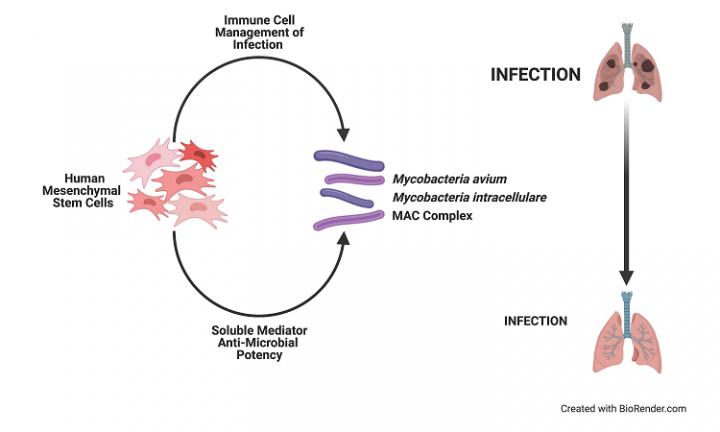 Graphical Abstract