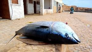 Fishing in Cabo Verde