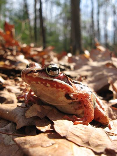 Wood Frog