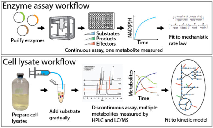 Individual enzymes are cloned on replicating plasmids in C. thermocellum and purified with his-tags.