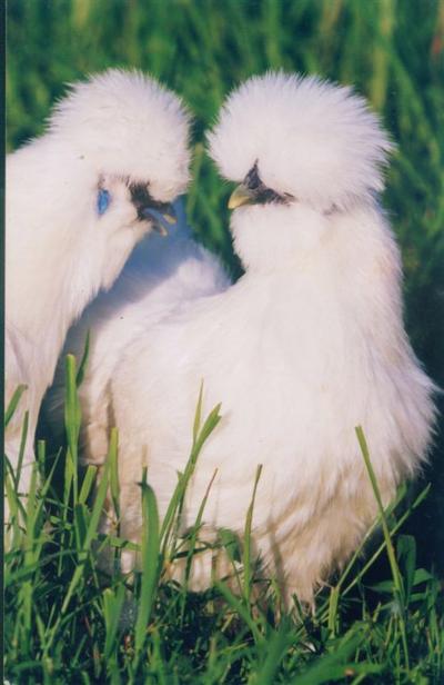 Black-Bone Silky Fowl With Feathers