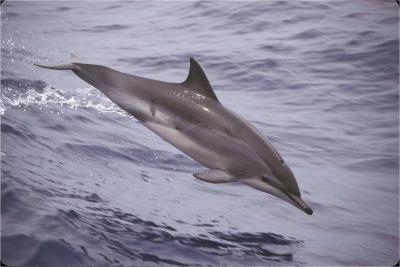Clymene Dolphin