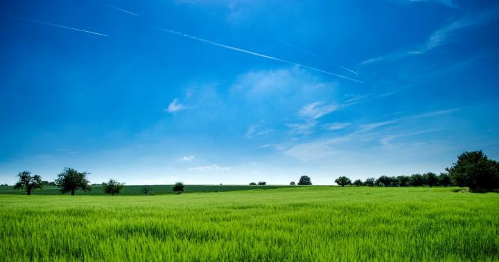 Vegetated Land Surface