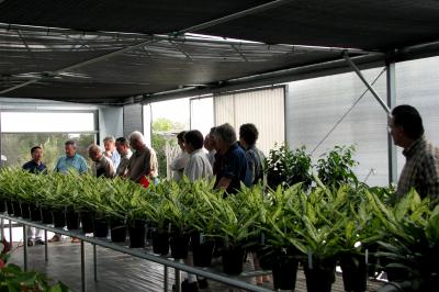 Composted Dairy Manure in Foliage Plant Production