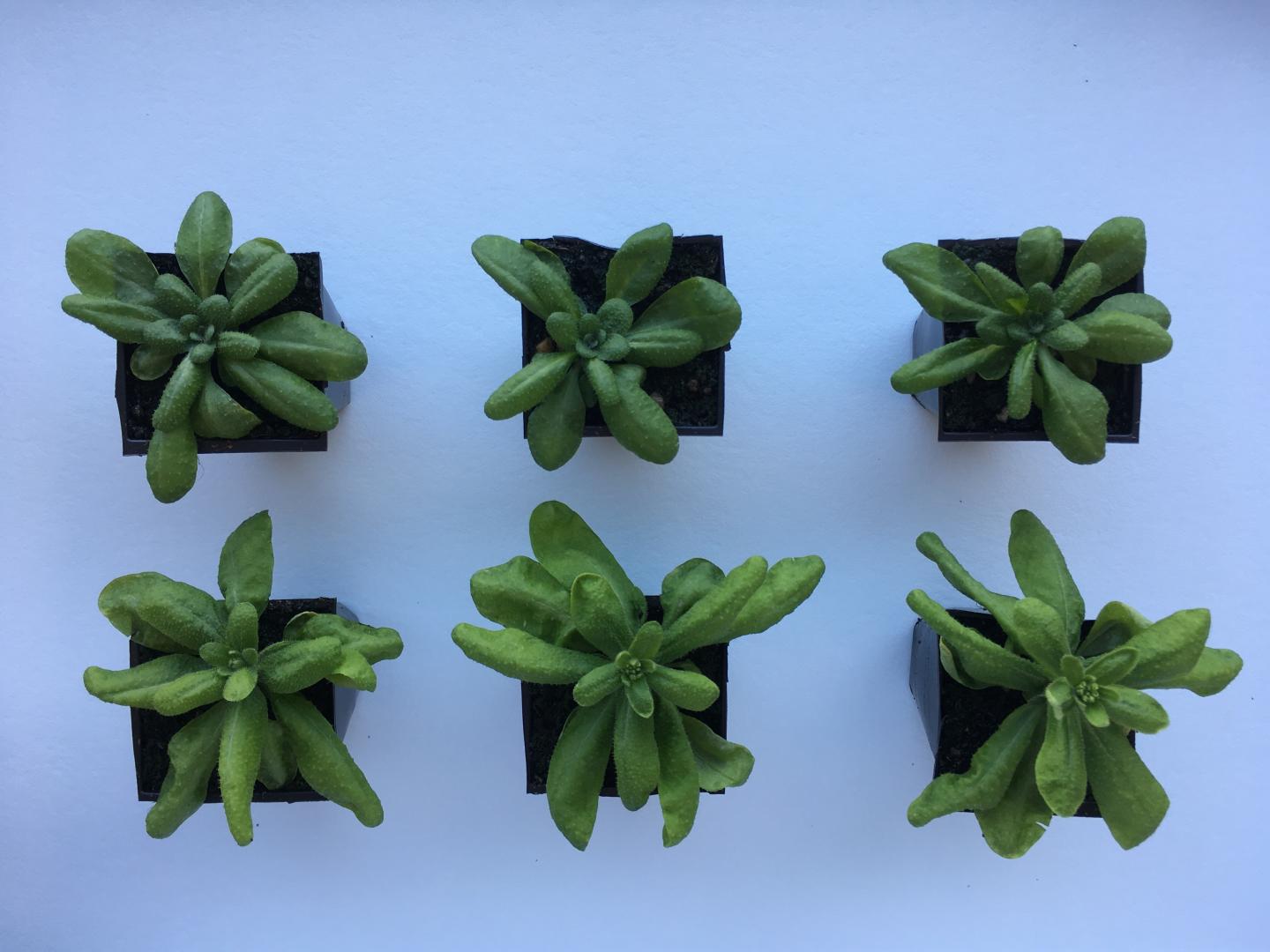 Wildtype Vs Growth Repressor Mutant