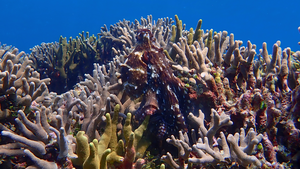 The day octopus, Octopus cyanea, on a coral reef