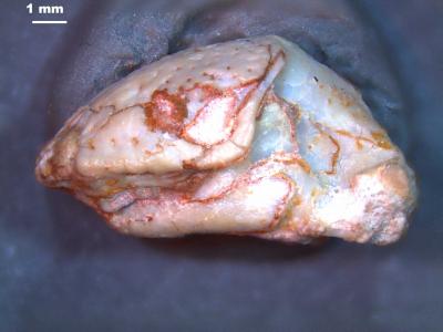 <i>Solastella cookei</i> Skull