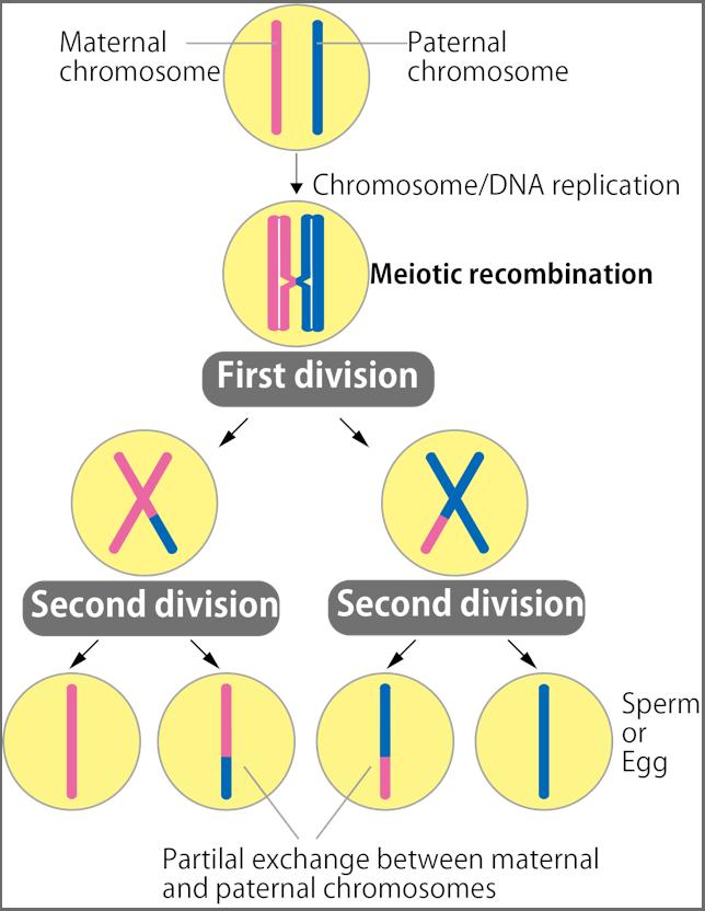 Genetic Exchange through Meiotic Recombination
