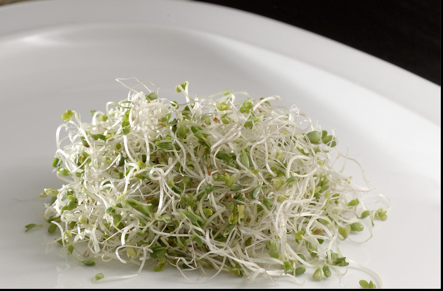 Broccoli Sprouts