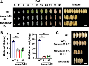 Figure1 Phenotypic analyses of TaMADS29 transgenic lines.