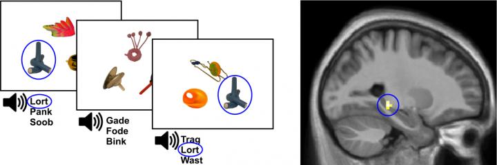 Hippocampus Learns the Names of Objects by Predicting the Word-Object Associations and Testing These
