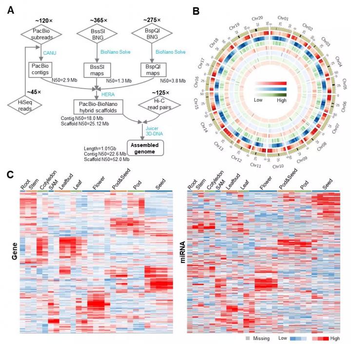 Figure 1 Update of Gmax_ZH13_v2.0 genome