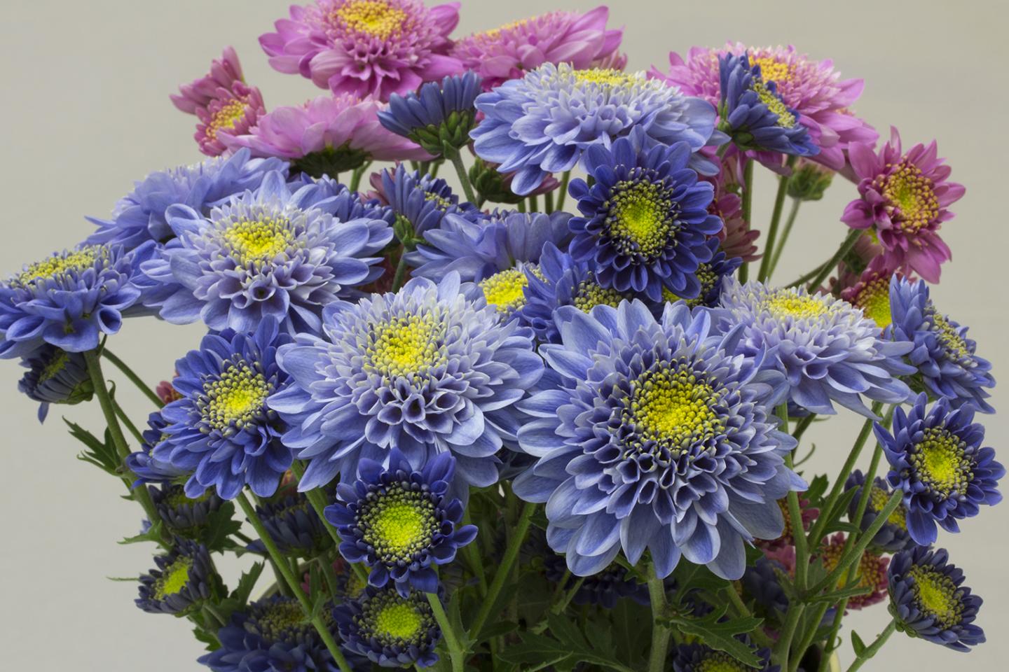 Genetic Engineering Turns Chrysanthemums 'True Blue' (6 of 11)