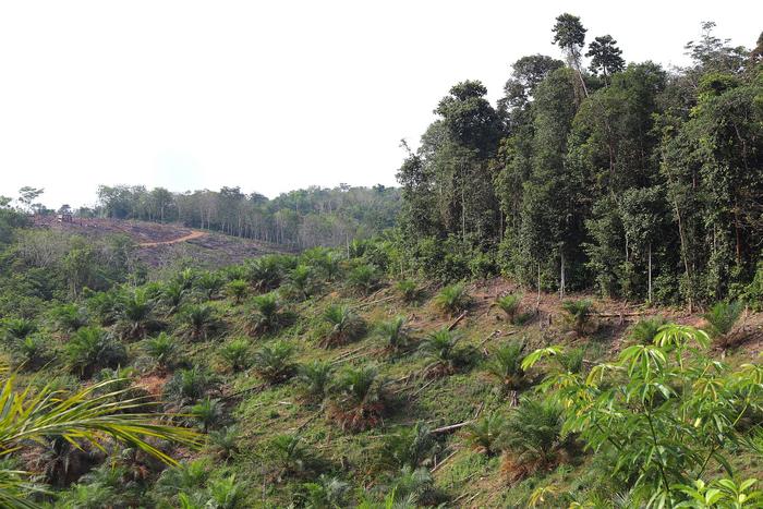 Oil palm plantation in front of rainforest