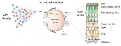 Evolving a Virus for Gene Therapy