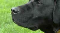 Nanotech Device Mimics Dog's Nose to Detect Explosives