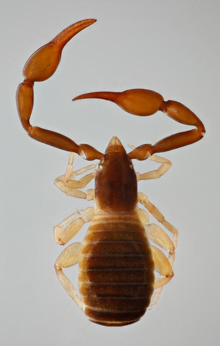 A female individual of Olpium caputi