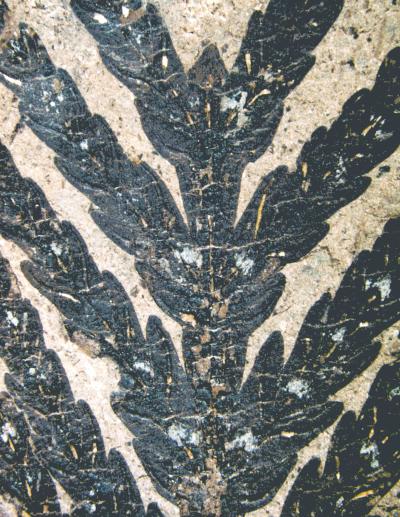 Foliage of <i>Papuacedrus prechilensis</i>