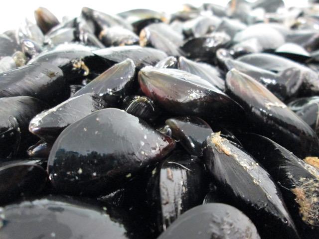 Mediterranean Mussels