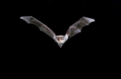 Bats Could be Ferrying Disease