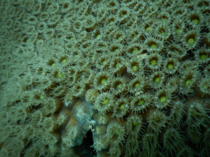 Healthy great star coral colony