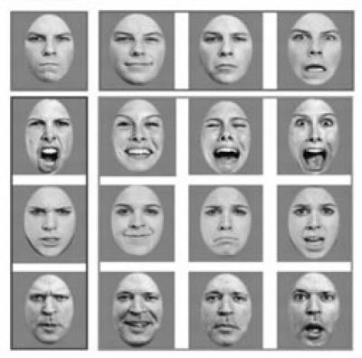 Human Face Stimuli