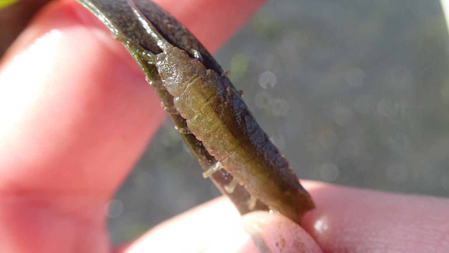 Bugs and slugs ideal houseguests for seagrass EurekAlert!