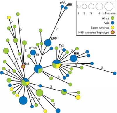 Minimal Spanning Tree
