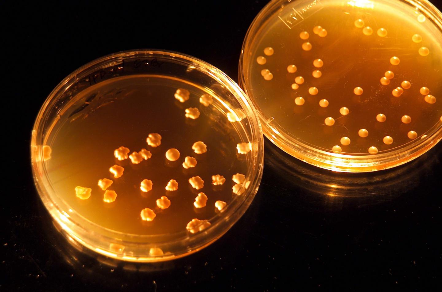 In Situ Biological Manufacturing Techniques