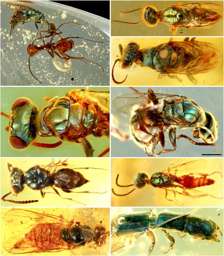 Diverse Structural-Colored Insects in Mid-Cretaceous Amber from Northern Myanmar