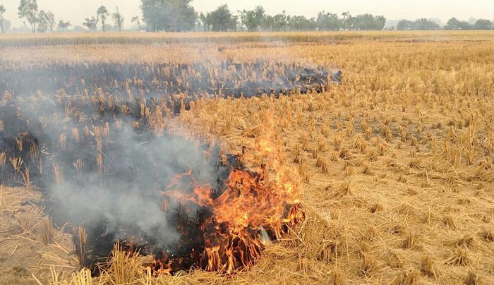 Photo 1: Representational image of rice straw burning in Punjab