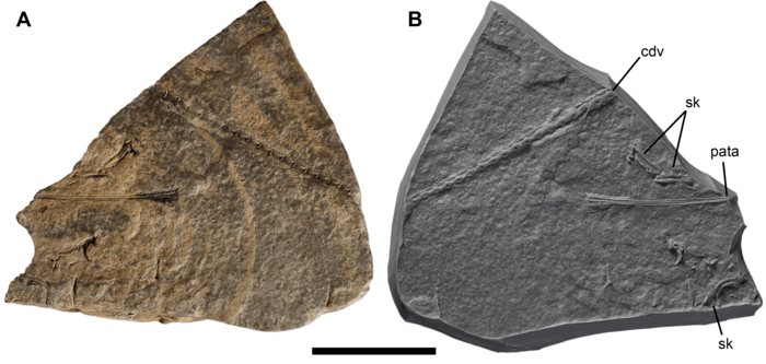 Coelurosauravus postcranium