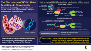 Unravelling the functional significance of DDX41 in oncogenic molecular processes