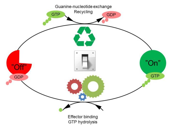 GTPases Are Molecular Switches that Follow a Characteristic Cyclic Pattern